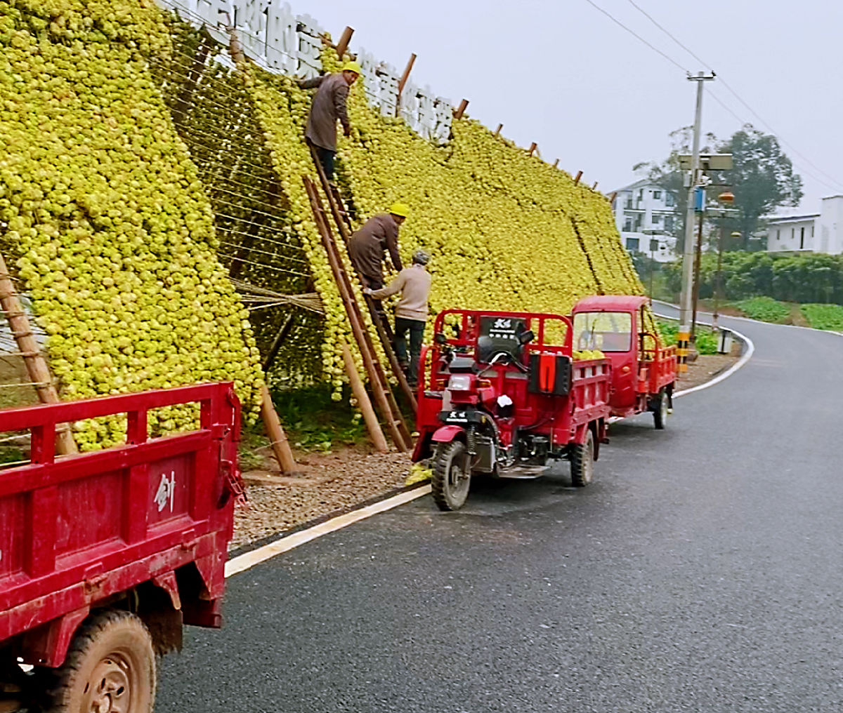 图片7.png 红桃视频
